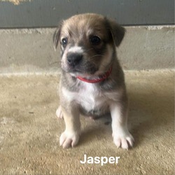 Thumbnail photo of Jasper JuM #1