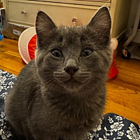 adopt a pet