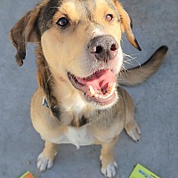 adopt a pet