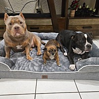 adopt a pet