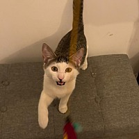 adopt a pet