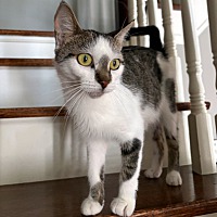 adopt-pet