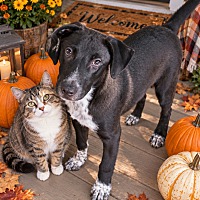 AUSTIN - Labrador Retriever / Australian Cattle Dog available for adoption