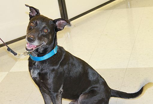 Chandler, Az - Labrador Retriever Shepherd (unknown Type). Meet Ocho A 