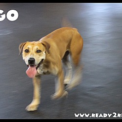 Thumbnail photo of Pogo #3