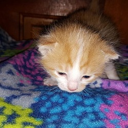 Photo of Orange & White Kitten