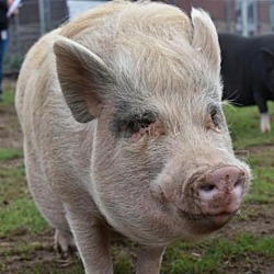 Photo of Wilbur