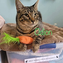 Photo of Odion
