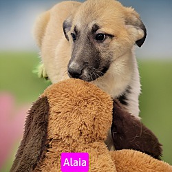 Thumbnail photo of Alaia #1