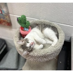 Thumbnail photo of Clover - PetSmart West Berlin #1