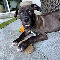 adopt a pet