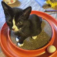 adopt a pet