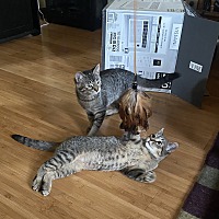 adopt a pet