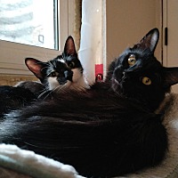 adopt-pet