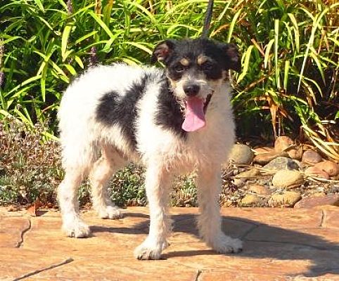 Lathrop, CA - Jack Russell Terrier. Meet Jack a Pet for Adoption ...