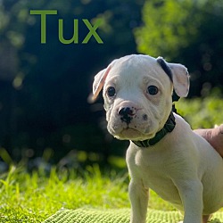 Photo of Tux-Pending
