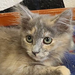 Photo of Lyric