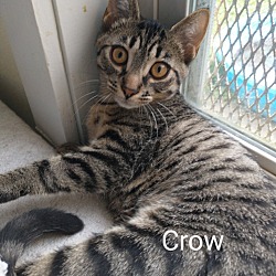 Thumbnail photo of Crow #4