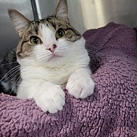 adopt a pet