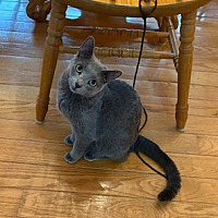 adopt a pet