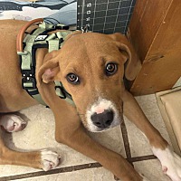 adopt a pet