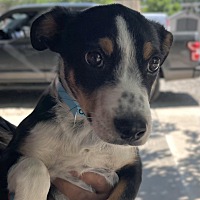 adopt a pet