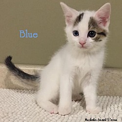 Thumbnail photo of Blue - Adopted - November 2016 #4