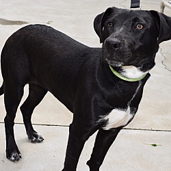 Minneapolis, MN - Labrador Retriever. Meet Mallie a Pet for Adoption.