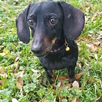 Central Texas Dachshund Rescue In Humble, Texas