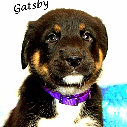 Thumbnail photo of Gatsby~adopted! #2