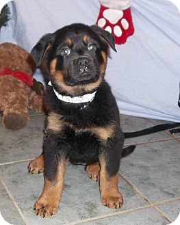 West Chicago Il Rottweiler Meet Paprika A Pet For Adoption