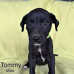 Thumbnail photo of Tommy (Mall of NH) #4