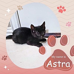 Photo of Astra