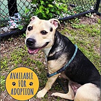 adopt a pet