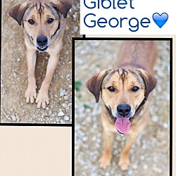 Thumbnail photo of Giblet George (pom-dc) #4