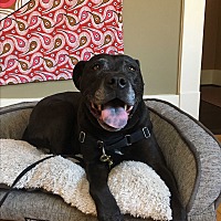 F Dog For Sale Puppies For Sale