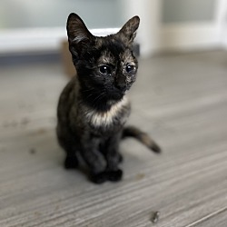 Photo of Tortie (Group 7)