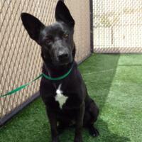 norco animal shelter adoptable dogs