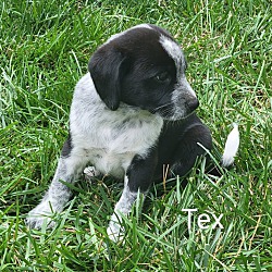 Thumbnail photo of Tex #2