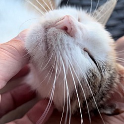 Thumbnail photo of Kitty Kitty Meow Meow #1