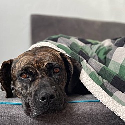 Photo of Daisy 