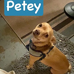 Thumbnail photo of Petey #4