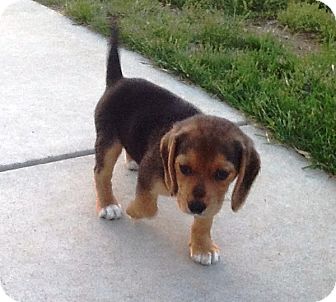 Kalamazoo Mi Beagle Meet Grin A Pet For Adoption