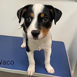 Photo of Waco