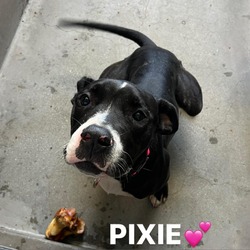 Photo of PIXIE-A2147735