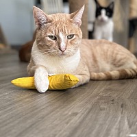 adopt a pet