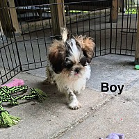 adopt a pet