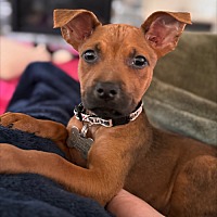 adopt a pet