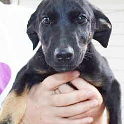 Thumbnail photo of Ria, best hound shep baby! #1