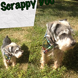 Thumbnail photo of Scrappy Doo #1